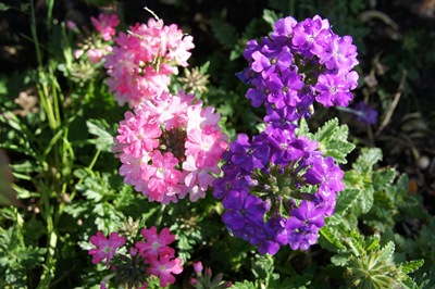 [verbenasrosaeroxoGloriaIshizaka4.jpg]