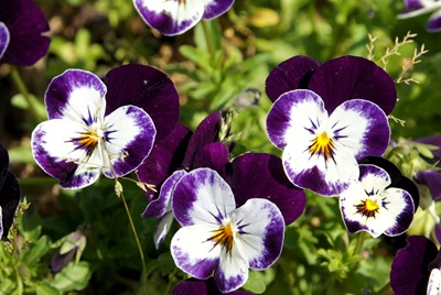 [amorperfeitoroxoGloriaIshizaka4.jpg]