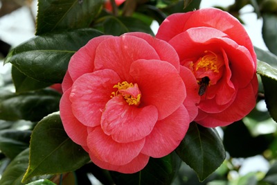 [camliavermelhamedioGloriaIshizaka4.jpg]