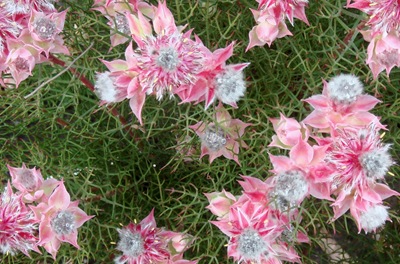 [flores rosas - Gloria Ishizaka[4].jpg]