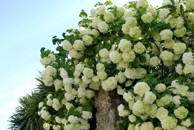 [Linhares - flores 1[4].jpg]