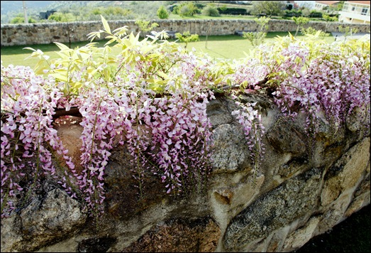 Linhares - inatel - muro com glicínias 3