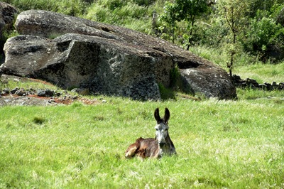 [Glória Ishizaka - Vila do Touro - Uma pausa para descanso do burrinho[4].jpg]