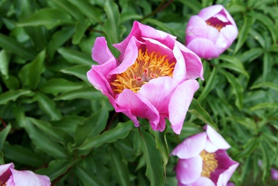 [SabugalGlriaIshizakaflordojardimdotr[1].jpg]