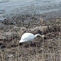 Swan
