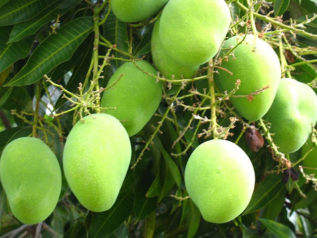 http://lh6.ggpht.com/_6Vl-BEufuTk/THItzE_HEEI/AAAAAAAAALg/hisIOYmFFGw/s1600/1214224140967_Mango_tree_.jpg