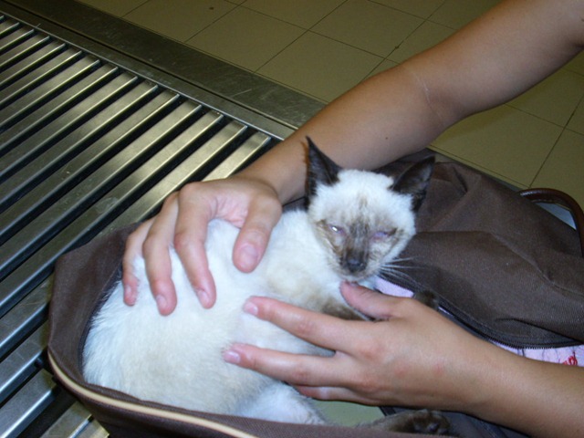 [Gatinha 3meses e meio 1 [3].jpg]