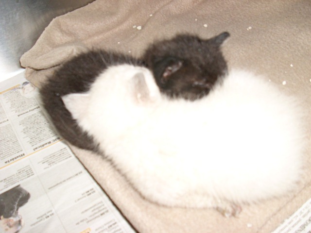 [Gatinhos 3 semanas 4[3].jpg]