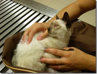 Gatinha 3meses e meio 2