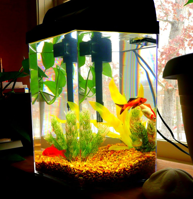 goldfish in 20 gallon