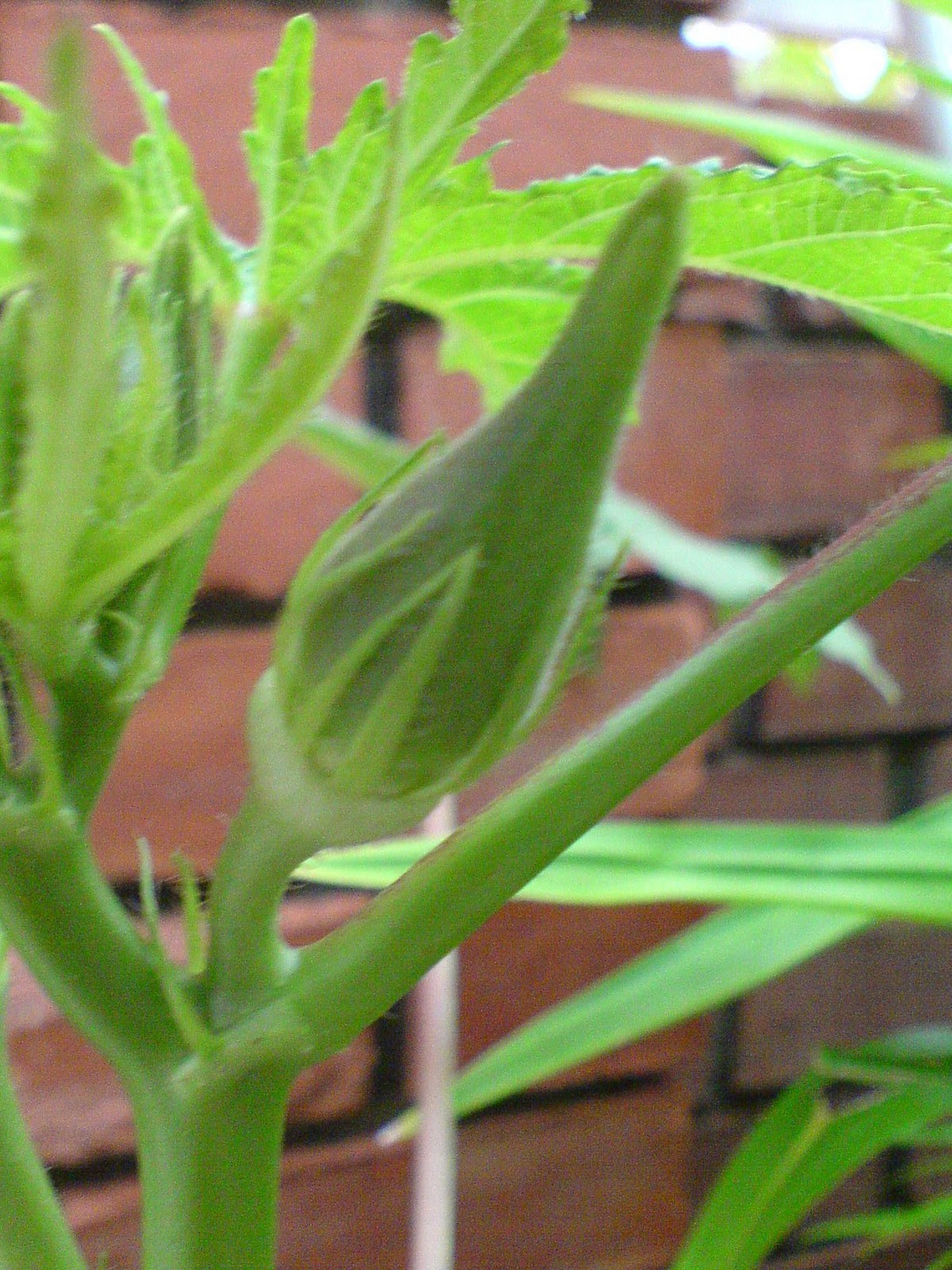 Growing Process of Okra >>> Journey To Be A 21st Century Teacher
