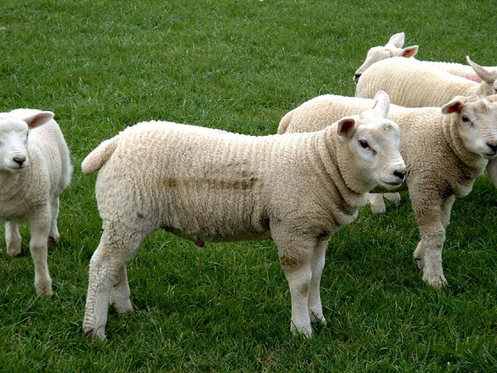 [Lamb2.jpg]