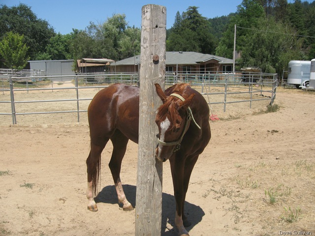 [26-27 Jun Horse Show Eddy Ranch 466[4].jpg]