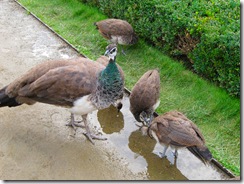 IMG_7924 IMG_7924