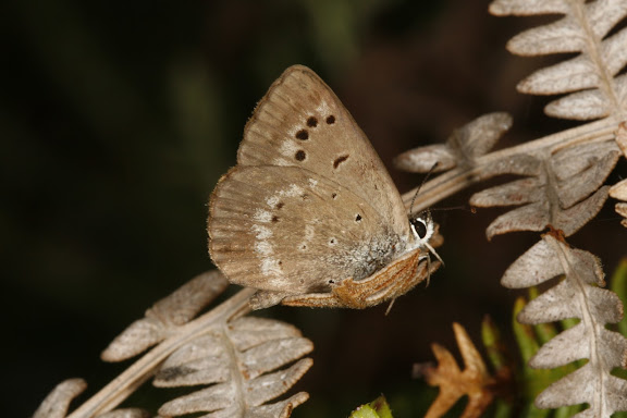 Orachrysops niobe TRIMEN, 1862, mâle, verso. Photo : A. Coetzer (12 février 2008)