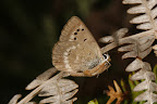 The Brenton Blue butterfly, Orachrysops niobe (TRIMEN, 1862) [Lepidoptera, Lycaenidae]