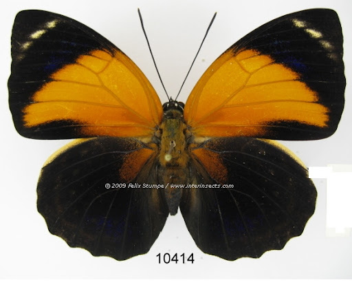 Agrias pericles mauensis FASSL, 1921, femelle, recto. Photo : Interinsects Felix Stumpe. http://www.interinsects.de/---new-offers-lepidoptera/6345659ce01069e1b/index.html