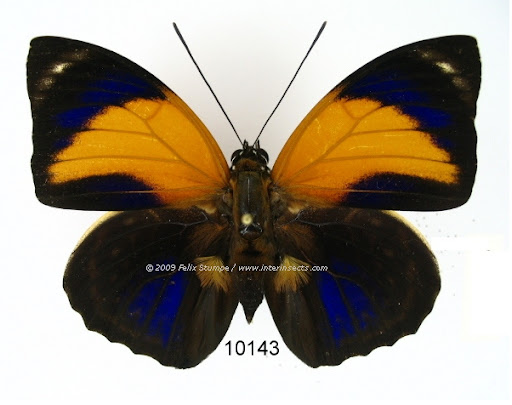 Agrias pericles mauensis FASSL, 1921, mâle. Photo : Interinsects Felix Stumpe. http://www.interinsects.de/---new-offers-lepidoptera/6345659ce01069e1b/index.html