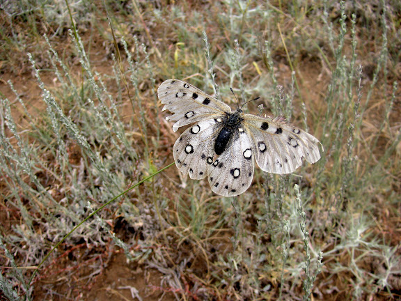 Parnassius apollonius narynus FRUHSTORFER, 1908 (femelle très défraichie). Tian Shan, Baybiche Tau, Beurolly road (2250 m), Kyrgyzistan, juillet 2009. Photo : J. Ouvaroff