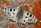 Photos de Parnassidae I