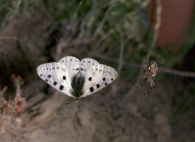 Parnassius (Parnassius) apollonius narynus FRUHSTORFER, 1908, mâle, capturé par une araignée. Tian Shan, Baybiche Tau, (2250 m), Kyrgyzistan, juillet 2009. Photo : V. Pletnev