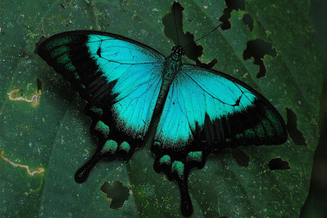 Papilio lorquinianus albertisi OBERTHÜR, 1880. Warkapi, Arfak, août 2007. Photo : G. Zakine