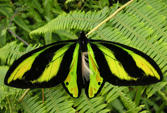 Ornithoptera tithonus misresiana JOICEY & NOAKES, 1916, mâle. Meni, Arfak, août 2007. Photo : Jean Michel