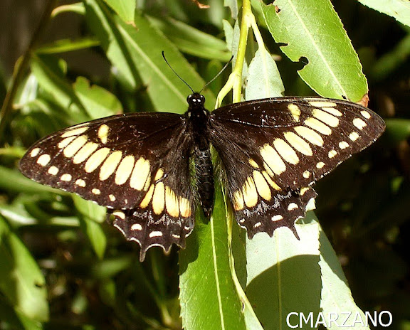 Papilio (Pterourus) hellanichus, Escobar, Provincia de Buenos Aires. Fecha : 2 de Marzo de 2007. Carlos Marzano