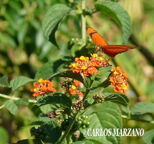 Dryas julia alcionea. Fotos tomadas en Reserva de Vicente Lopez sobre Lantana camara, 2 mayo 2009, Carlos Marzano