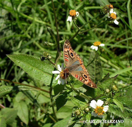 Junonia genoveva hilaris. Foto tomada en Villa Amancay, 13 abril 2006. Carlos Marzano