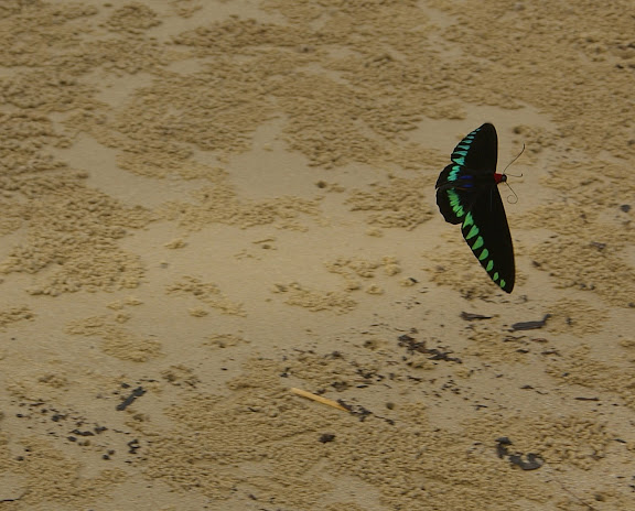 Trogonoptera trojana HONRATH, 1886, mâle, sur la plage de Port Barton, Palawan, 14 août 2005. Photo : J.-M. Gayman