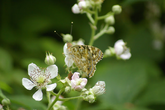 Vanessa cardui, les Hautes-Lisières (28260). Photo : J.-M. Gayman. 27 juin 2008