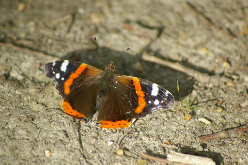 Vanessa atalanta, les Hautes-Lisières (28260). Photo : J.-M. Gayman. 27 juin 2008