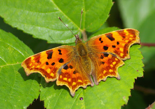 Polygonia c-album, les Hautes-Lisières (28260). Photo : J.-M. Gayman. 8 septembre 2008
