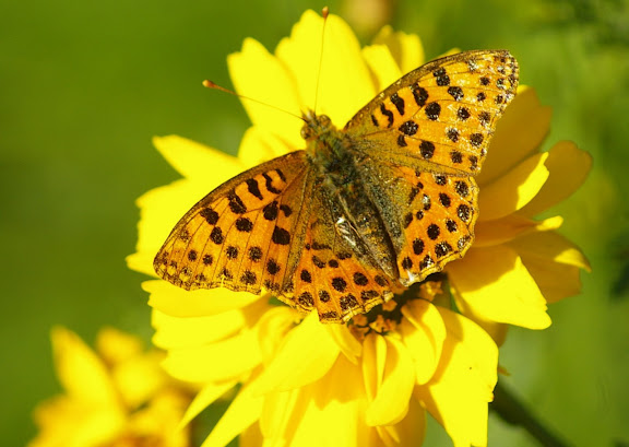 Issoria lathonia femelle, les Hautes-Lisières (28260). Photo : J.-M. Gayman. 8 septembre 2008