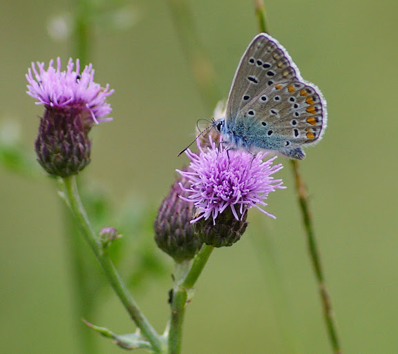 Polyommatus icarus, les Hautes-Lisières (28260). Photo : J.-M. Gayman. 9 septembre 2008