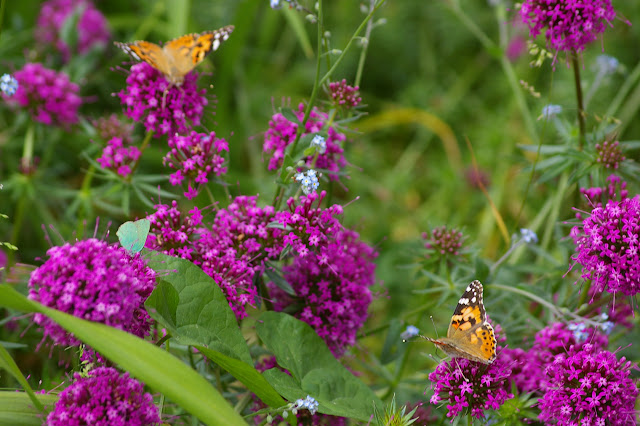 Vanessa cardui LINNAEUS, 1758, et Callophrys rubi LINNAEUS, 1758. Les Hautes-Lisières (28), 29 mai 2009. Photo : J.-M. Gayman
