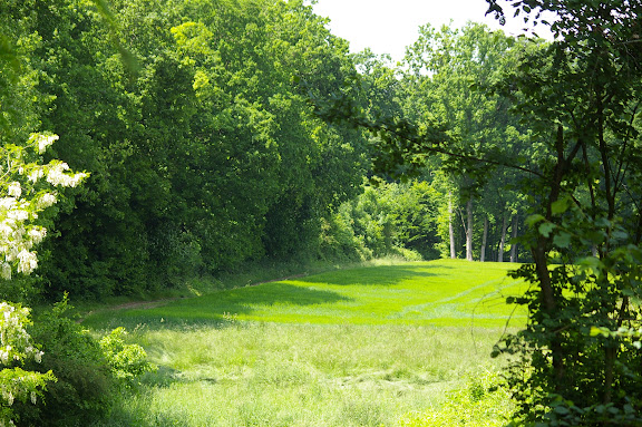 Forêt de Dreux, près des Hautes-Lisières ; biotope d'Apatura ilia et d'autres espèces. Photo prise le 31 mai 2009, J.-M. Gayman