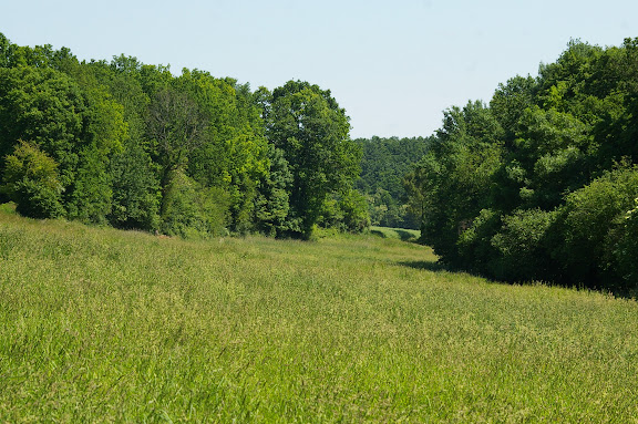 Lisière et prairie, près des Hautes-Lisières ; biotope de nombreux lycènes, de Pyronia tithonus, etc. Photo prise le 31 mai 2009, J.-M. Gayman