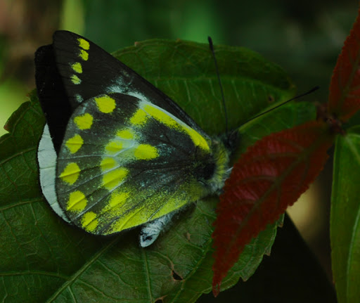 Delias angiensis TALBOT, 1928. Mokwam, Arfak, août 2007. Photo : G. Zakine