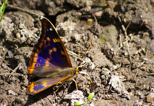 Apatura ilia DENIS & SCHIFFERMÜLLER, 1775, mâle. Hautes-Lisières, 27 juin 2009. Photo : J.-M. Gayman