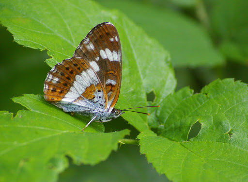 Ladoga camilla, LINNAEUS, 1763, verso. Les Hautes-Lisières, 16 juillet 2009. Photo : J.-M. Gayman