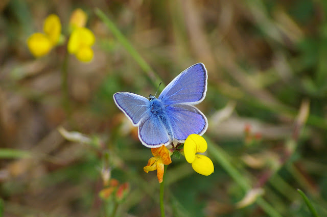 Polyommatus icarus ROTTEMBURG, 1775, mâle. Les Hautes-Lisières, 16 juillet 2009. Photo : J.-M. Gayman