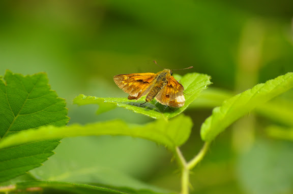 Ochlodes faunus TURATI, 1905. Les Hautes-Lisières, 9 juillet 2009. Photo : J.-M. Gayman