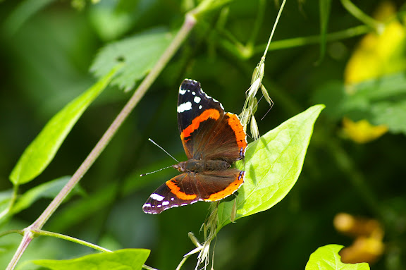 Vanessa atalanta LINNAEUS, 1758. Les Hautes-Lisières, 10 juillet 2009. Photo : J.-M. Gayman