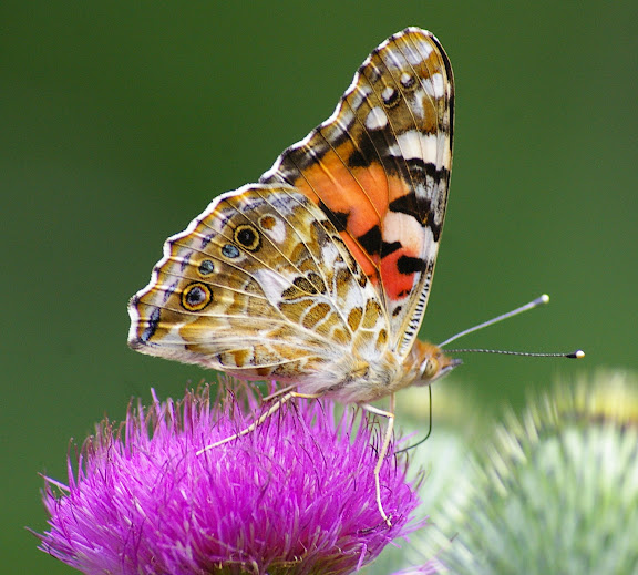 Vanessa cardui LINNAEUS, 1758, butinant une fleur de Cirsium vulgare. Les Hautes-Lisières, 10 juillet 2009. Photo : J.-M. Gayman