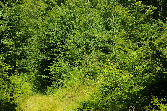 Allée forestière : biotope d'Aphantopus hyperantus, Ladoga camilla. Les Hautes-Lisières, 12 juillet 2009. Photo : J.-M. Gayman