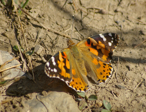Vanessa cardui, Super-Sauze (Ubaye, Alpes-de-Haute-Provence), le 8 août 2009, à 1700 m d'altitude. Photo : J.-M. Gayman