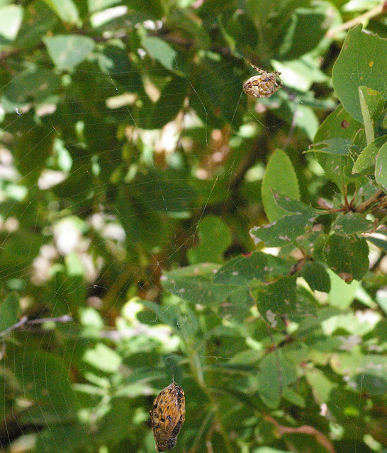 Nymphalidae (Speyeria aglaja, Fabriciana adippe ?) capturée par une araignée. Maurin, 2000 m, 11 août 2009. Photo : J.-M. Gayman