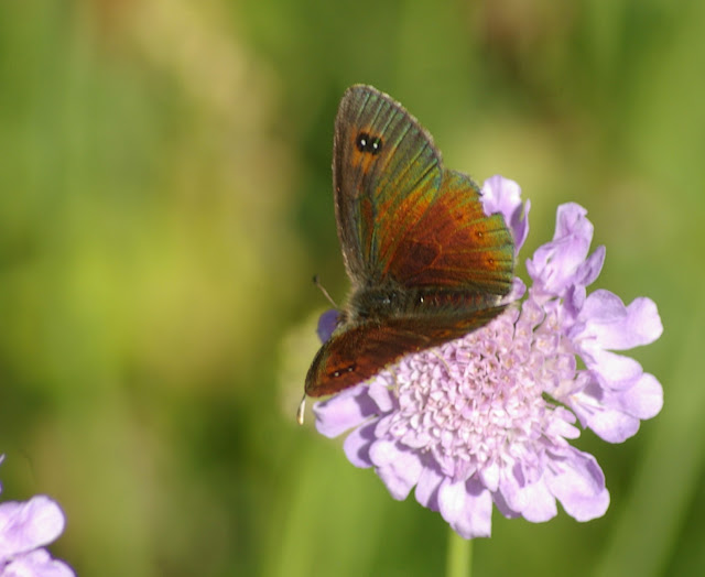 Erebia cassioides aquitania FRUHSTORFER, 1909, mâle. Super Sauze, 2160 m (Alpes-de-Haute-Provence), 6 août 2009. Photo : J.-M. Gayman